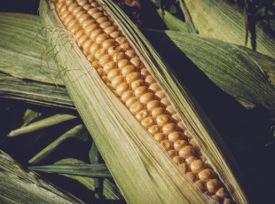 中國(guó)農(nóng)學(xué)會(huì)分支機(jī)構(gòu)工作座談會(huì)在哈爾濱召開(kāi)