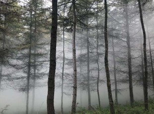 臨夏凱恒咨詢服務有限公司在臨夏縣三岔坪國營林場開展無人機飛防作業(yè)